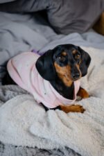 Polar Bear – Snuggle Pyjamas - Image 5