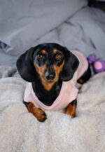 Polar Bear – Snuggle Pyjamas - Image 3