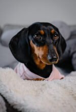 Polar Bear – Snuggle Pyjamas - Image 8