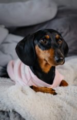 Polar Bear – Snuggle Pyjamas - Image 6