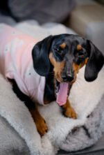 Polar Bear – Snuggle Pyjamas - Image 4