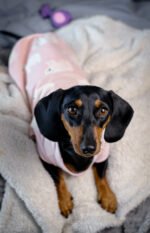 Polar Bear – Snuggle Pyjamas - Image 7