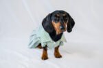 The Preppy Paws - Pleated Dress - Image 2