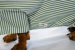 The Preppy Paws - The Dapper Shirt - Image 4