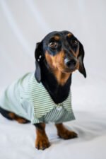 The Preppy Paws - The Dapper Shirt - Image 3
