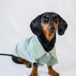 The Preppy Paws - The Dapper Shirt