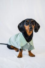 The Preppy Paws - The Dapper Shirt