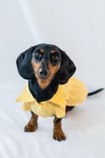 The Preppy Paws - Pleated Dress - Image 4