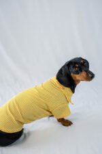 The Preppy Paws - The Dapper Shirt - Image 5