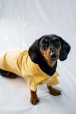 The Preppy Paws - The Dapper Shirt - Image 2
