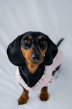 Petal Pop Shirt - Image 6