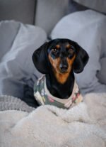 Forest – Snuggle Pyjamas - Image 3