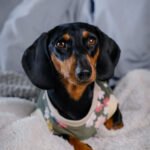 Forest – Snuggle Pyjamas