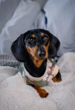 Forest – Snuggle Pyjamas