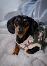 Forest – Snuggle Pyjamas - Image 7