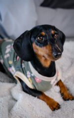 Forest – Snuggle Pyjamas - Image 8