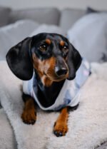 Midnight – Snuggle Pyjamas - Image 7