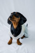 Minty Picnic Dress - Image 5